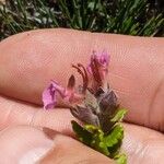 Teucrium divaricatum Flower