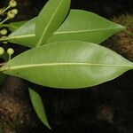 Ficus americana List