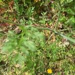 Orlaya grandiflora Leaf