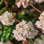 Eriogonum parvifolium Квітка