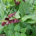 Leycesteria formosaFlor