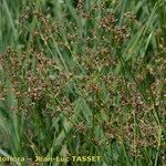 Juncus subnodulosus Habitus