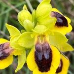 Ophrys lutea फूल