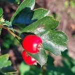 Crataegus laevigata Frucht