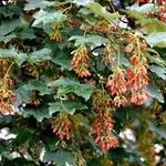 Acer tataricum অন্যান্য