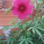 Hibiscus cannabinus Агульны выгляд