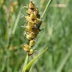 Carex panicea Плод