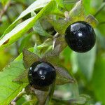 Atropa bella-donna Fruit