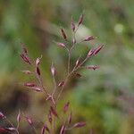 Agrostis pilosula 花