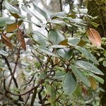 Rhododendron campanulatum Συνήθη χαρακτηριστικά