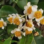 Calophyllum inophyllum 花