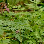 Dicentra formosa 葉