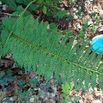 Polystichum aculeatumFolha