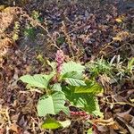 Phytolacca americanaFloro