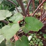 Pelargonium caylae Leaf