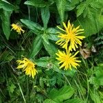 Crepis pyrenaicaBloem