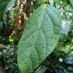 Aristolochia tricaudata Levél