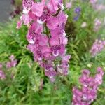 Angelonia biflora Fleur