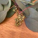 Eucalyptus polyanthemos Fruit