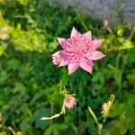 Astrantia maxima Kwiat
