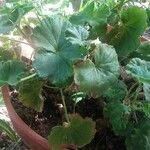 Pelargonium × hybridumLeaf