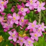 Centaurium erythraea ফুল