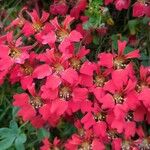 Tropaeolum pentaphyllum Flor