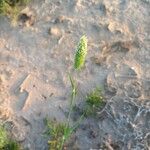 Phalaris minor Fruit