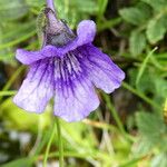 Pinguicula grandiflora Кветка