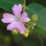 Claytonia sibirica Flor