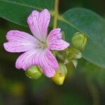 Claytonia sibirica Квітка