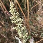 Artemisia douglasiana 花