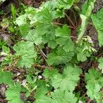 Geranium rotundifolium ശീലം