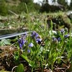 Polygala alpina Flor