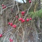 Crataegus laciniata Frucht