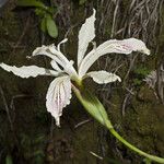 Iris purdyi Hábito