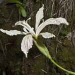 Iris purdyi Habit