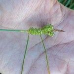 Carex extensa Flower