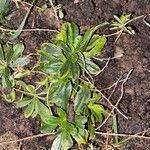 Arabis procurrens Leaf