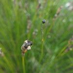 Askidiosperma andreaeanum Flower