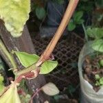 Passiflora alata Bark