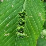 Caperonia palustris फूल