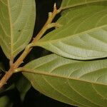 Nectandra belizensis