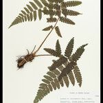 Cyathea surinamensis Лист
