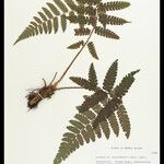 Cyathea surinamensis 叶