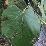 Tilia americanaList