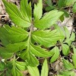Hydrophyllum virginianum Hoja