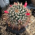 Mammillaria heyderi Fuelha