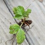 Fragaria moschata Folio