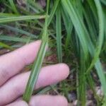 Carex sylvaticaLeaf